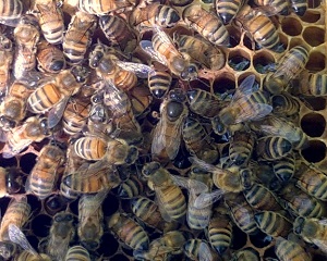 abeilles