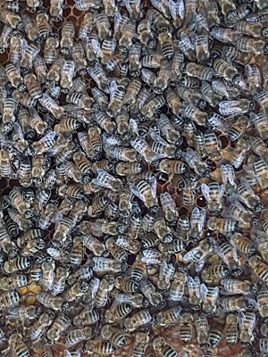 abeilles