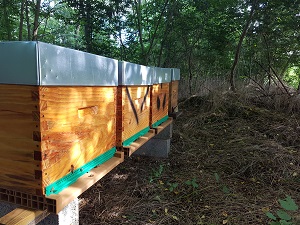 ruches en forêt